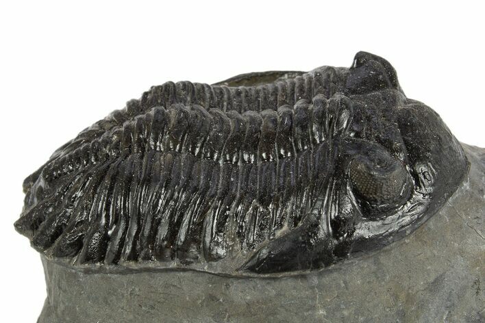 Detailed Hollardops Trilobite Fossil - Ofaten, Morocco #310244